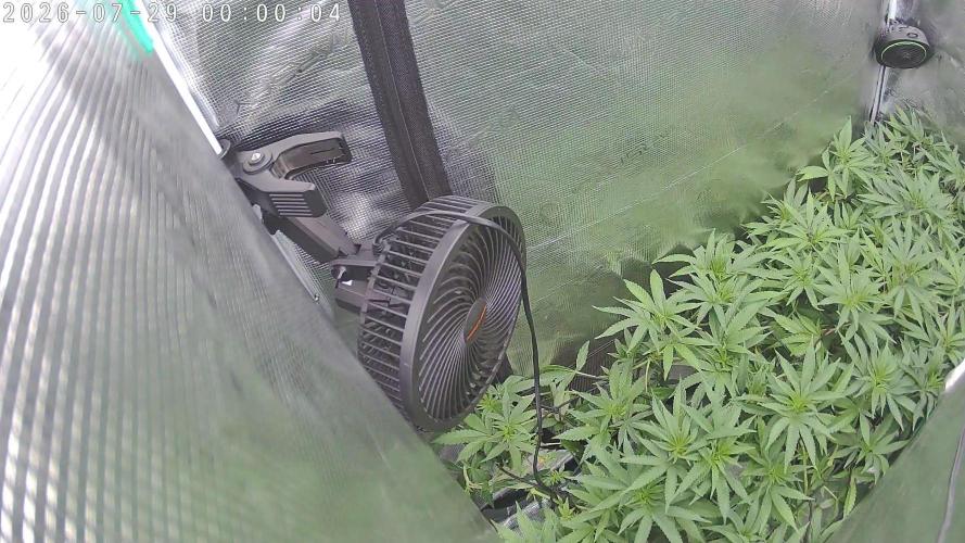 Radical Juice - Out and In. Week 14