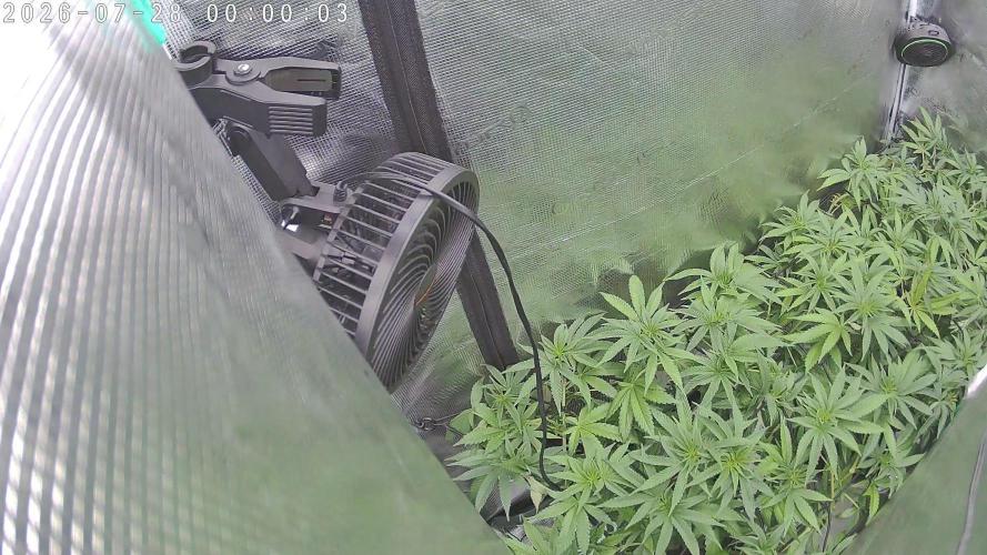 Radical Juice - Out and In. Week 14