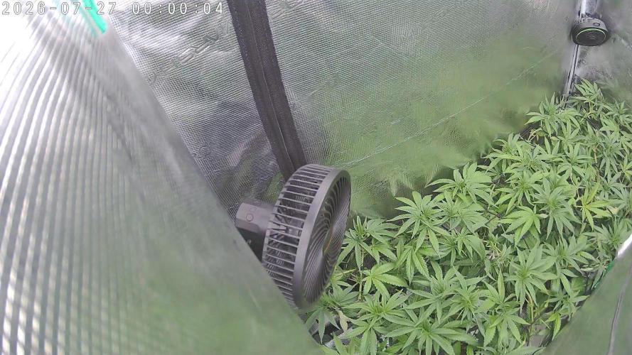 Radical Juice - Out and In. Week 14