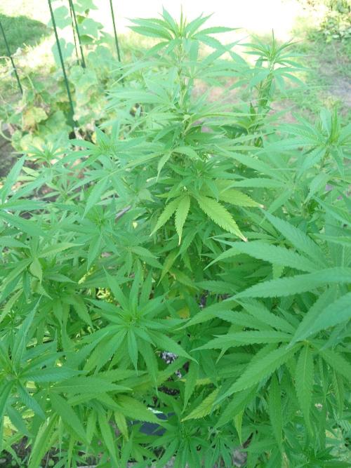 Granny´s Outdoor #2 - Somango. Week 19