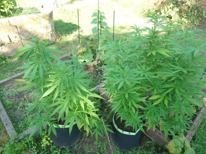 Granny´s Outdoor #2 - Somango. Week 19