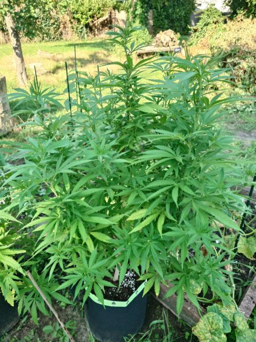 Granny´s Outdoor #2 - Somango. Week 19