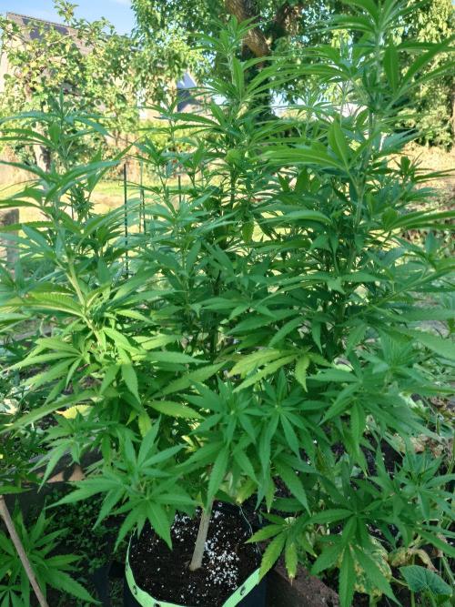 Granny´s Outdoor #2 - Somango. Week 19