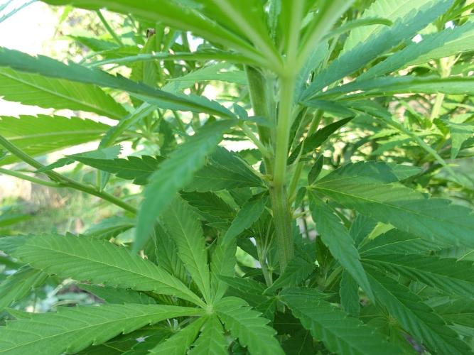 Granny´s Outdoor #2 - Somango. Week 19