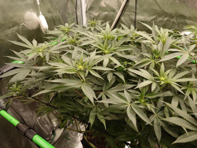 Watermelon - Out and In. Week 15