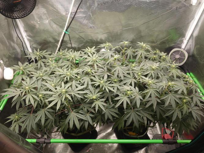 Watermelon - Out and In. Week 15