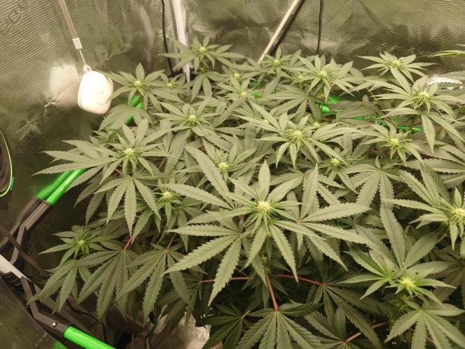 Watermelon - Out and In. Week 15