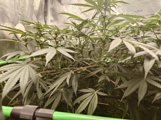Watermelon - Out and In. Week 15
