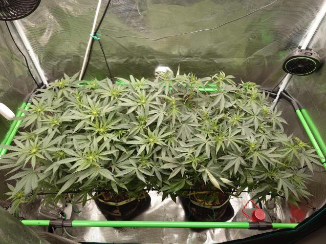 Radical Juice - Out and In. Week 15
