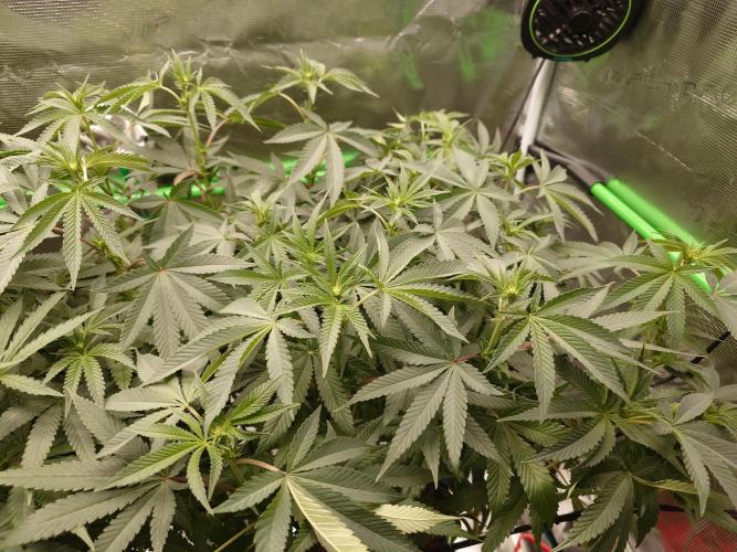 Radical Juice - Out and In. Week 15