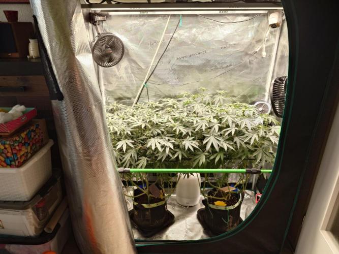 Radical Juice - Out and In. Week 15