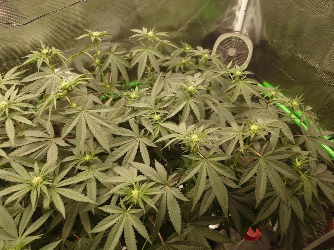 Radical Juice - Out and In. Week 15