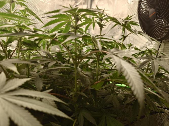 Radical Juice. Week 15