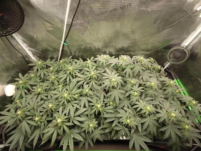 Radical Juice - Out and In. Week 16