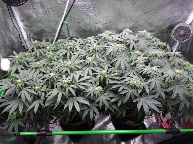 Radical Juice - Out and In. Week 16