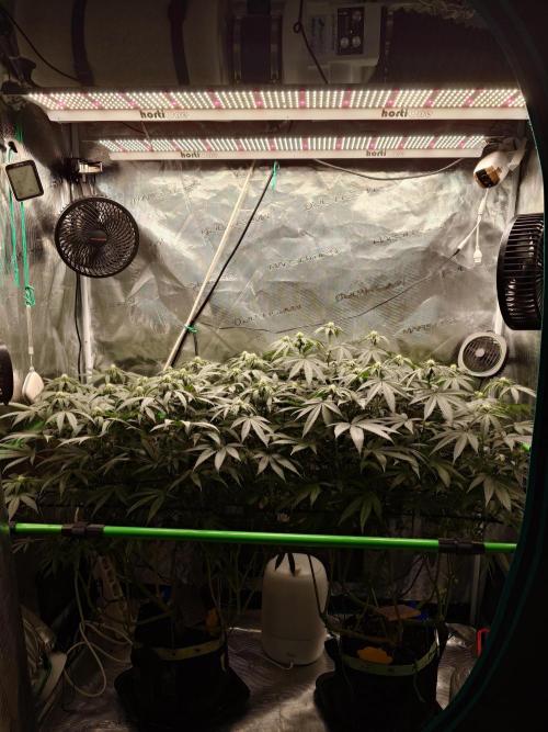 Radical Juice - Out and In. Week 16
