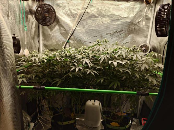 Radical Juice - Out and In. Week 16