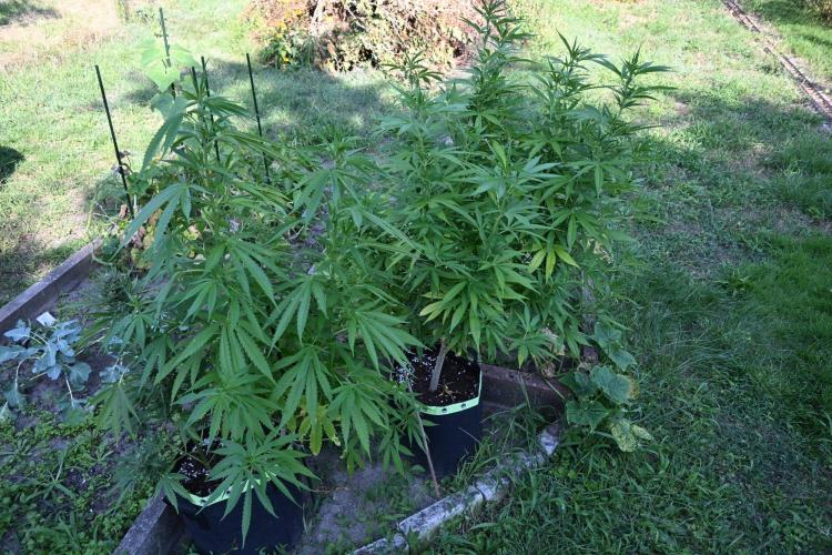 Granny´s Outdoor #2 - Somango. Week 20
