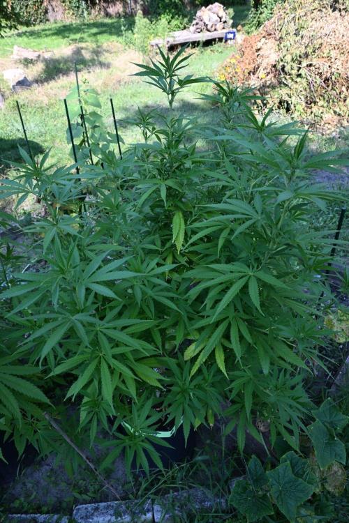 Granny´s Outdoor #2 - Somango. Week 20