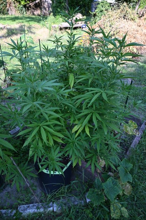 Granny´s Outdoor #2 - Somango. Week 20