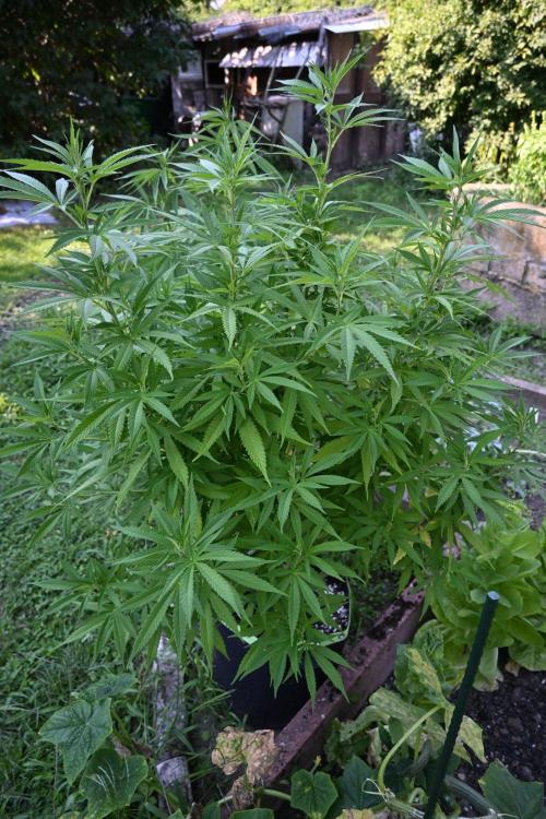 Granny´s Outdoor #2 - Somango. Week 20