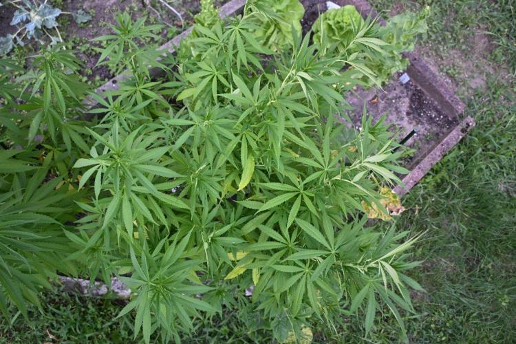 Granny´s Outdoor #2 - Somango. Week 20