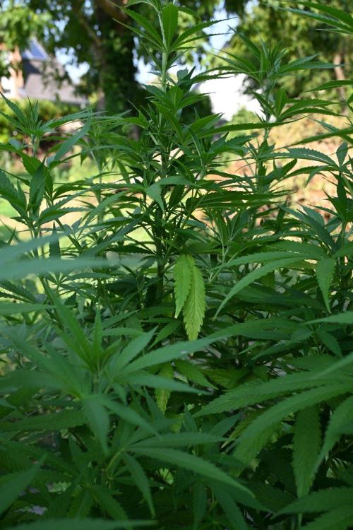 Granny´s Outdoor #2 - Somango. Week 20