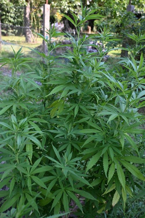 Granny´s Outdoor #2 - Somango. Week 20