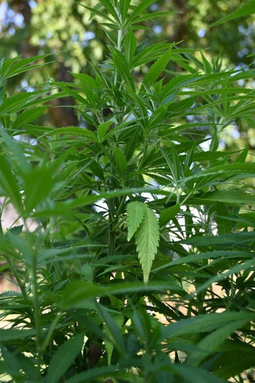 Granny´s Outdoor #2 - Somango. Week 20