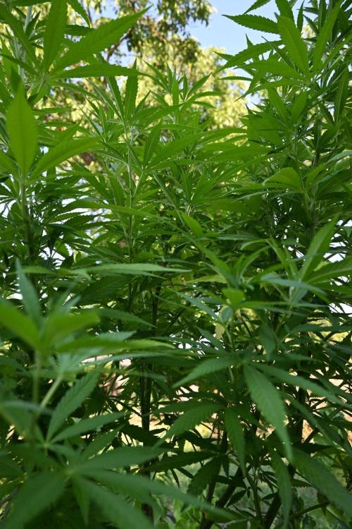 Granny´s Outdoor #2 - Somango. Week 20