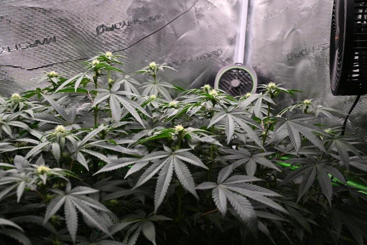 Radical Juice - Out and In. Week 16