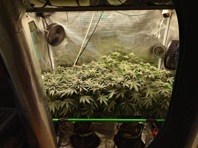 Watermelon - Out and In. Week 17