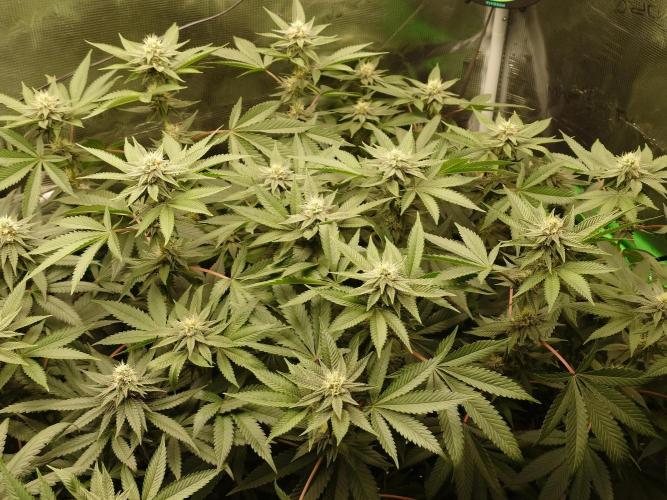 Radical Juice - Out and In. Week 17