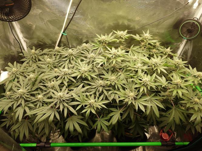 Radical Juice - Out and In. Week 17
