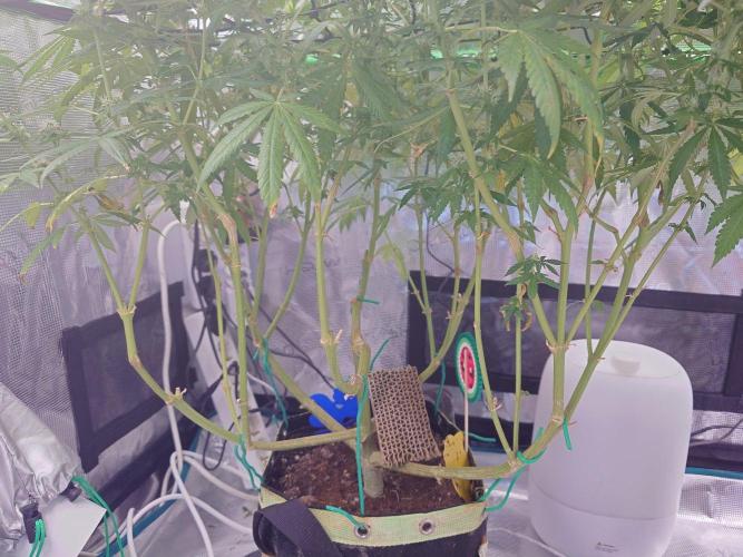 Watermelon - Out and In. Week 18