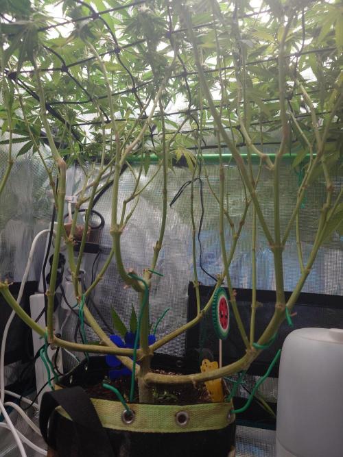 Watermelon - Out and In. Week 18