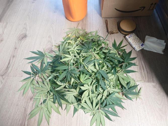 Watermelon - Out and In. Week 18