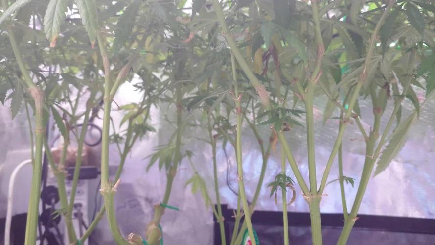 Watermelon - Out and In