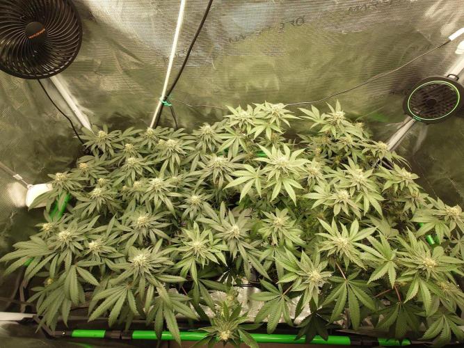 Radical Juice - Out and In. Week 18