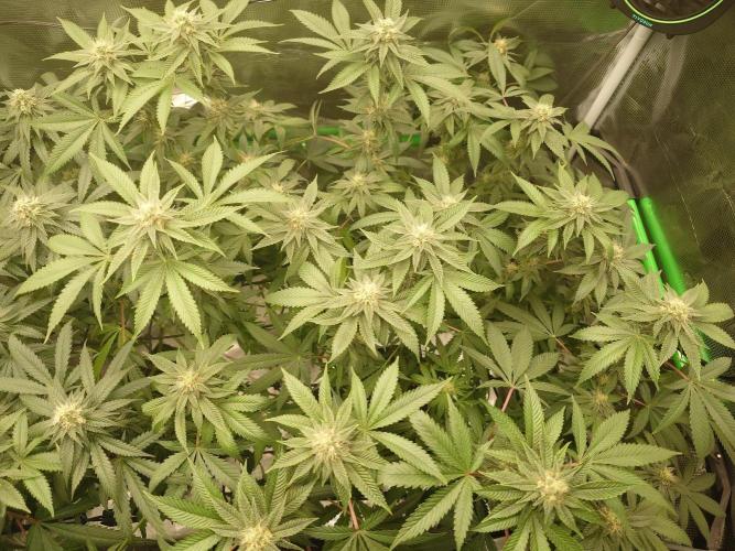 Radical Juice - Out and In. Week 18