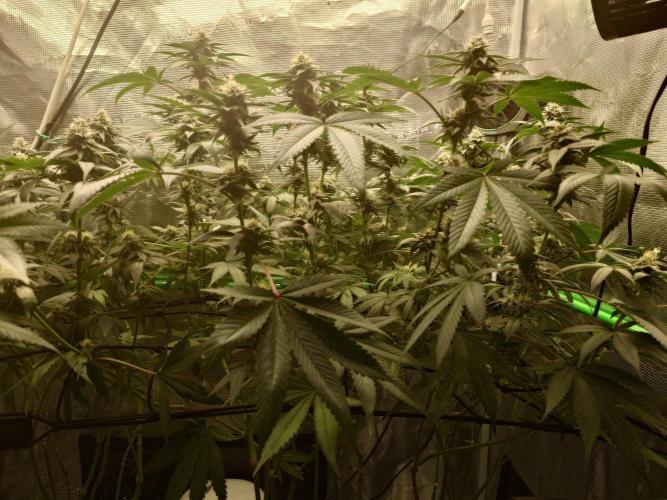 Radical Juice - Out and In. Week 18
