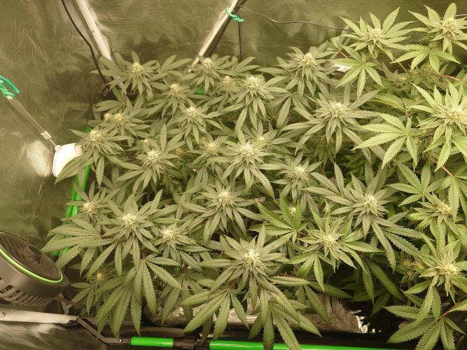 Watermelon - Out and In. Week 18
