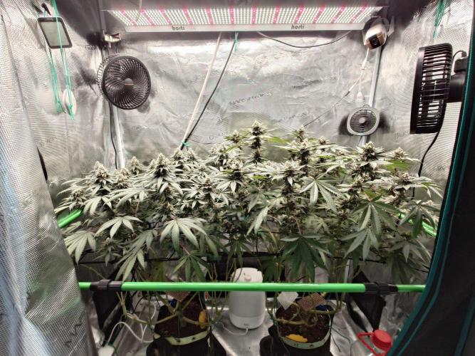 Watermelon - Out and In. Week 19