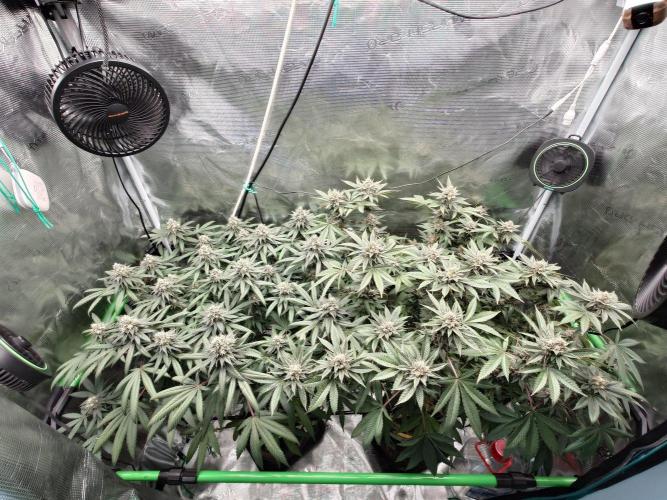 Watermelon - Out and In. Week 19