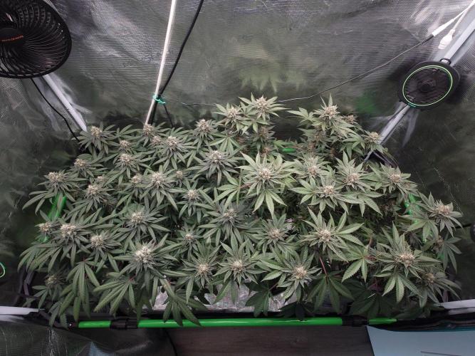Watermelon - Out and In. Week 19