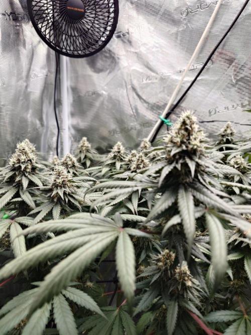 Watermelon - Out and In. Week 19