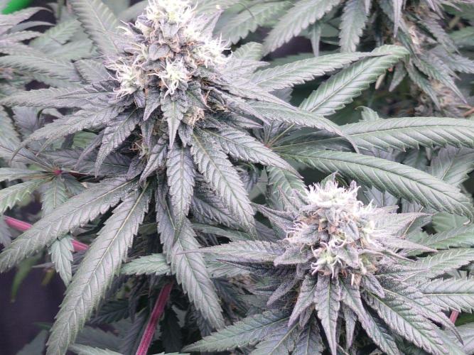 Watermelon - Out and In. Week 19