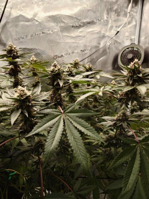 Radical Juice - Out and In. Week 19
