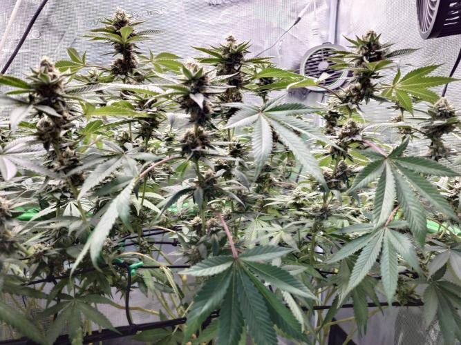 Radical Juice - Out and In. Week 19