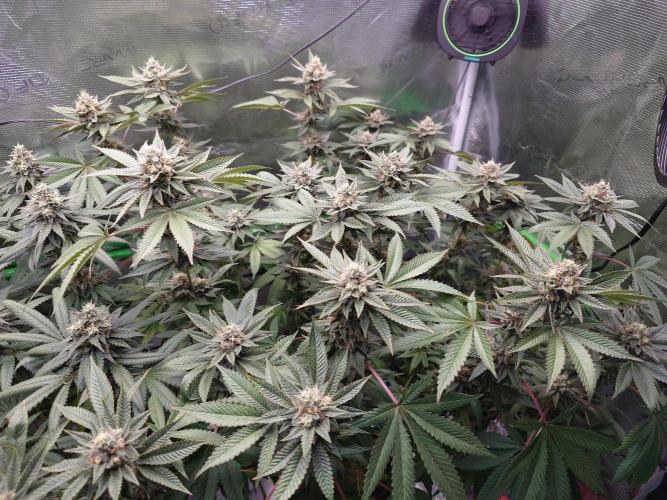 Radical Juice - Out and In. Week 19